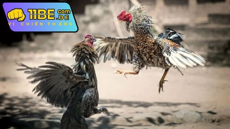 Tại sao nên theo dõi bình luận trực tiếp đá gà Thomo 11BET?