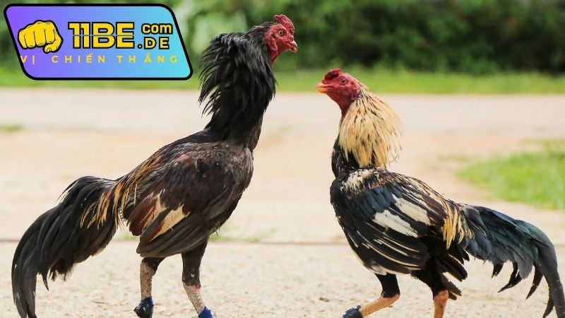 Cách xem bình luận trực tiếp đá gà Thomo 11BET