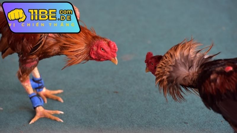 Mẹo tận dụng bình luận trực tiếp để đặt cược hiệu quả tại 11BET