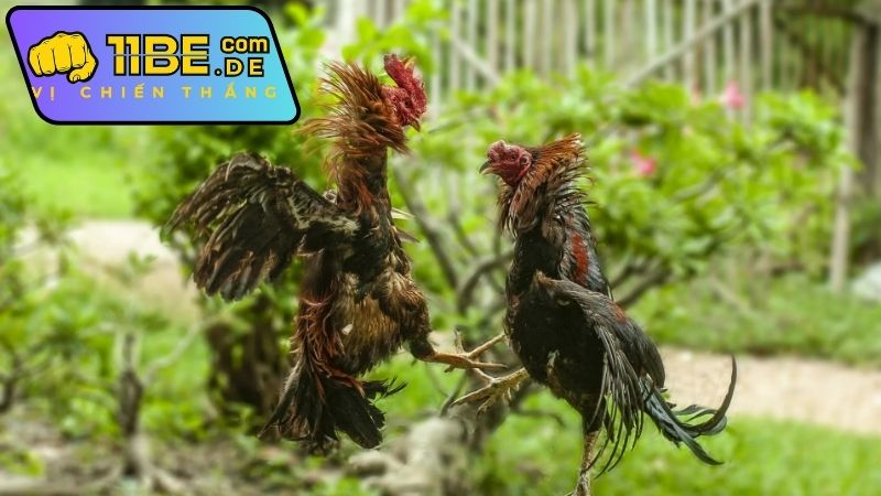 binh-luan-truc-tiep-da-ga-thomo-11bet